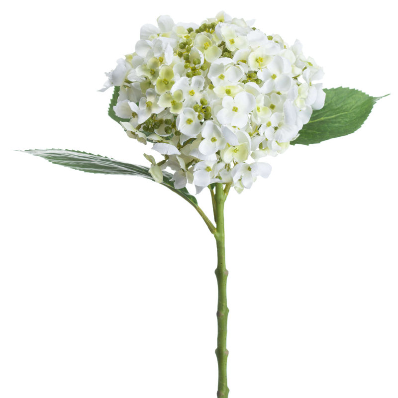 Anastasija Arrangement