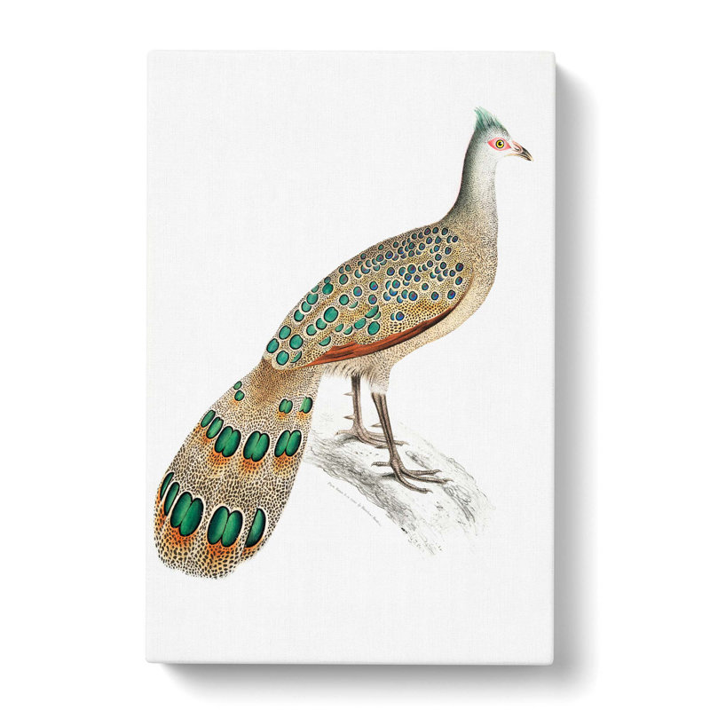 Peacock-Pheasant by John Edward Gray - Wrapped Canvas, 50cm H x 35cm W x 3cm D