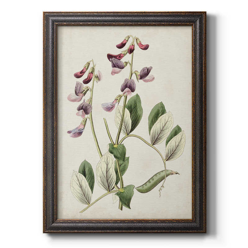 Antique Botanical Collection I, toile encadrée de qualité supérieure - prête à être accrochée, H 27 po x l 18 po x P 1 po