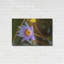 «Floral Color Theory» par AKG-1742138397