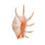 Sea Shell In White IV Print by Sofia Fox-26931963-26931961