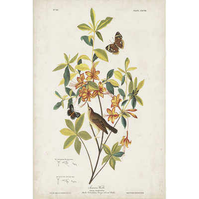 Pl 198 Swainson's Warbler by John Audubon - Wrapped Canvas Painting