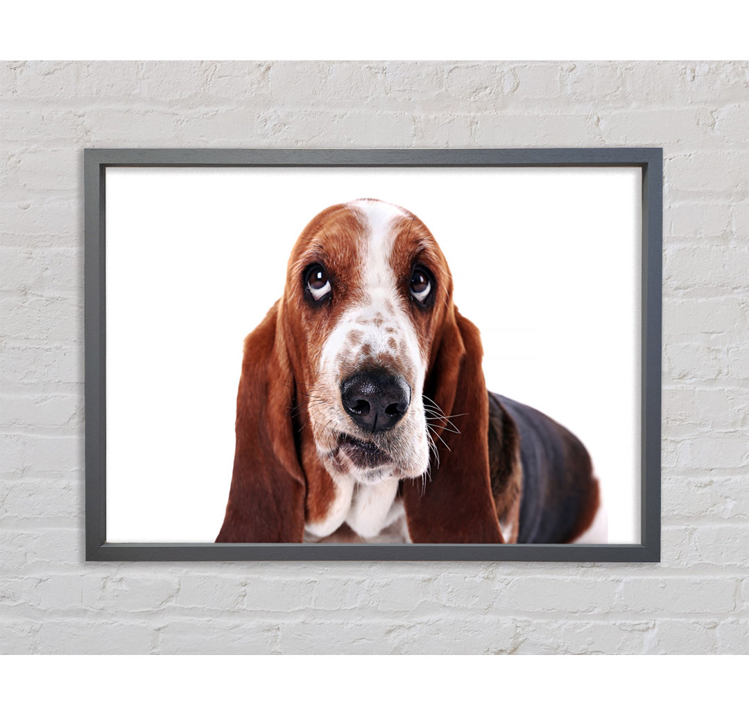 Basset Hound Look - Einzelner Bilderrahmen Kunstdrucke auf Leinwand