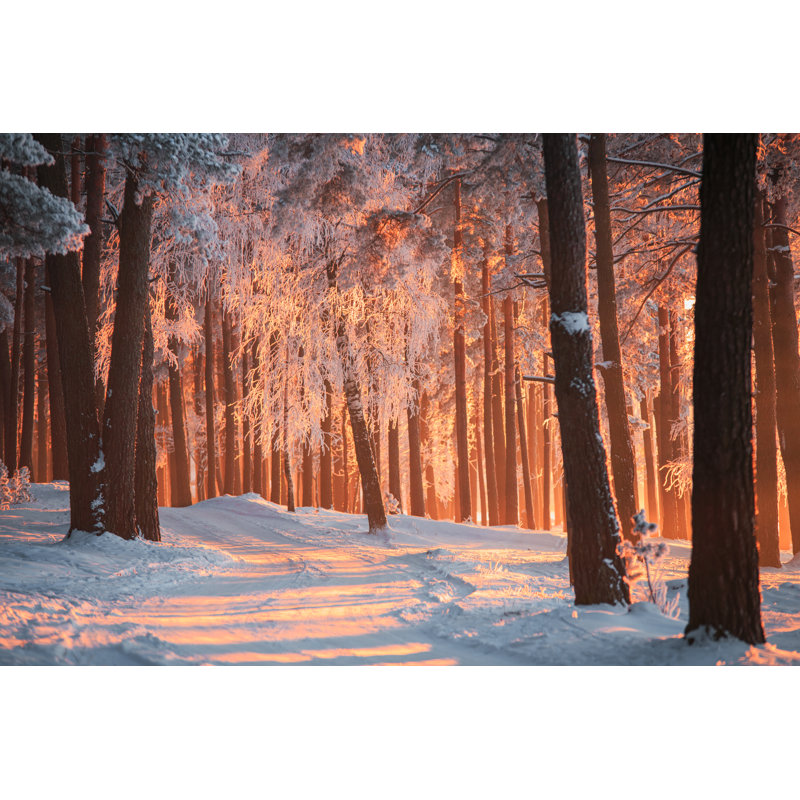 Winter Forest - Wrapped Canvas Print, 20cm H x 30cm W x 3.8cm D