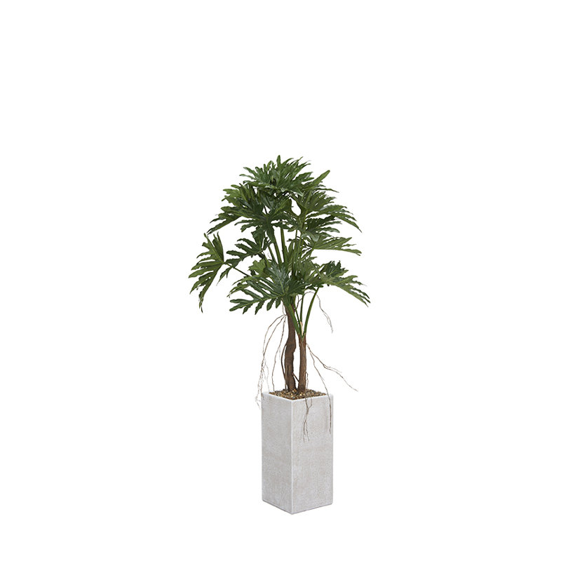 Philodendron Selloum in Medium Everett Planter