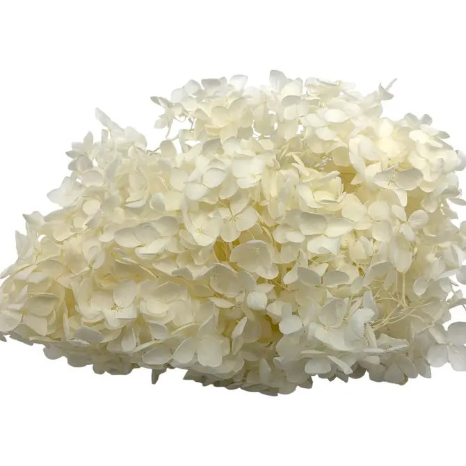 Hortensia Anna séchée, Blanc