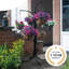 0 Tier Plant Stand