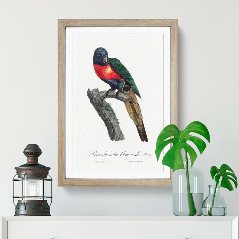 The Plum-Headed Parakeet by F. Levaillant - Picture Frame Painting Print, Oak Framed, 36cm H x 27cm W x 2cm D