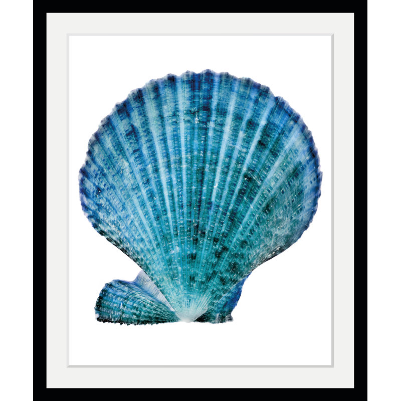 Shell - Single Picture Frame Print