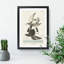 Flying Sandpiper Birds by John Audubon - Framed Print-55620912-55620915