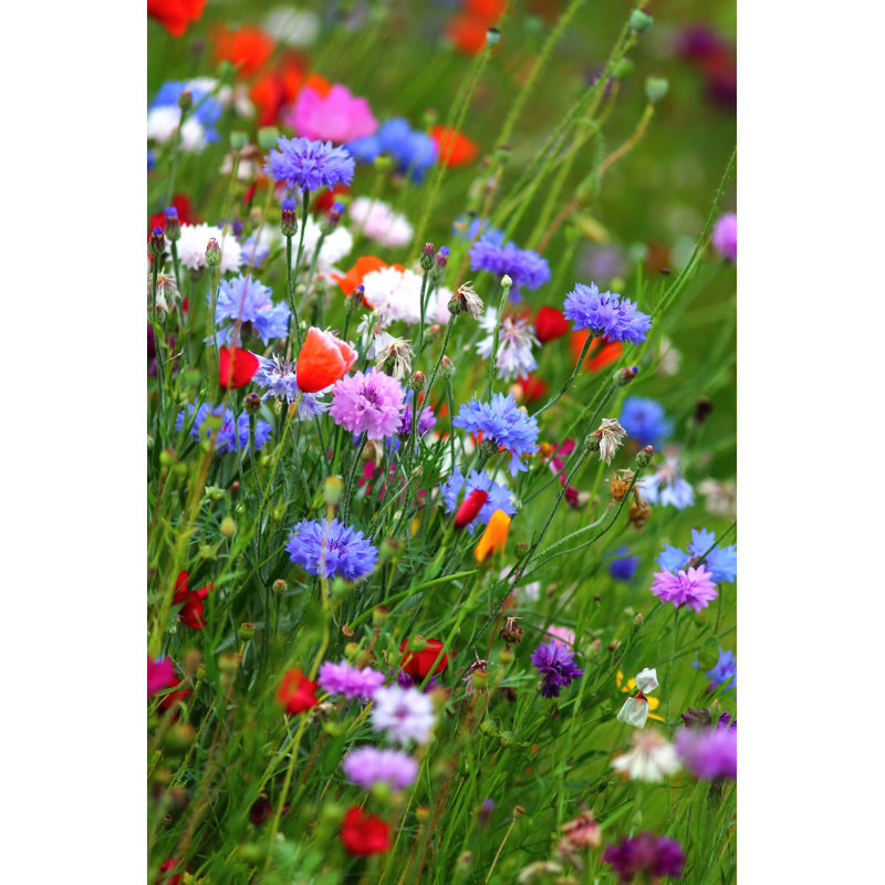 Colourful Cornflower Meadow by Keikona - Wrapped Canvas Print, 91cm H x 61cm W