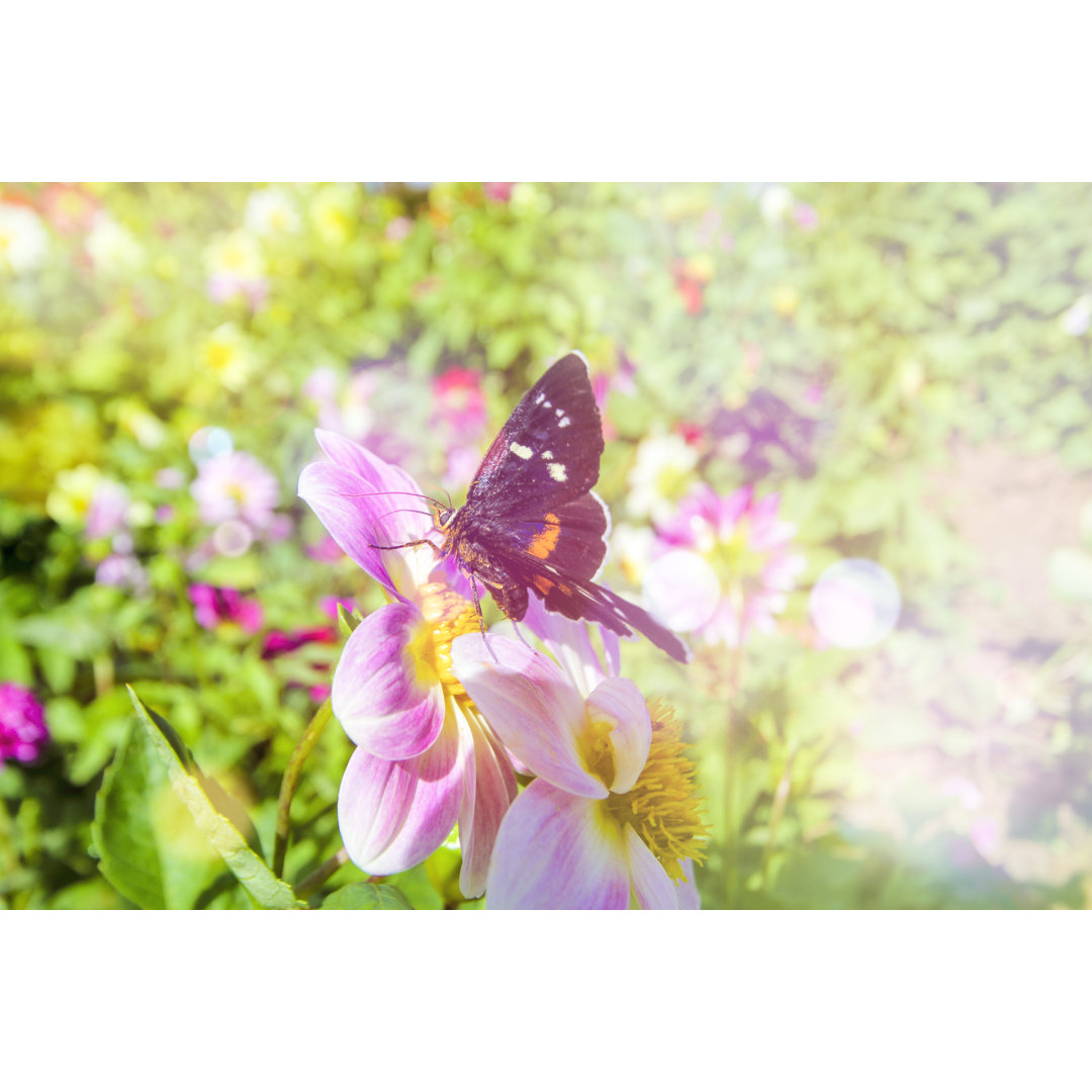 Schmetterling auf Blume von Nitimongkolchai - Foto ohne Rahmen auf Leinwand