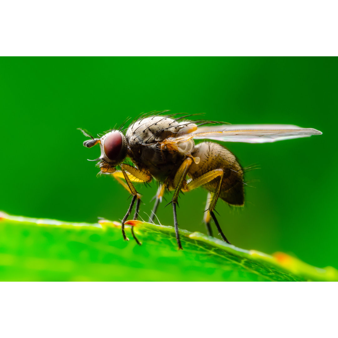 Fly von Nechaev-kon - Kunstdrucke auf Leinwand