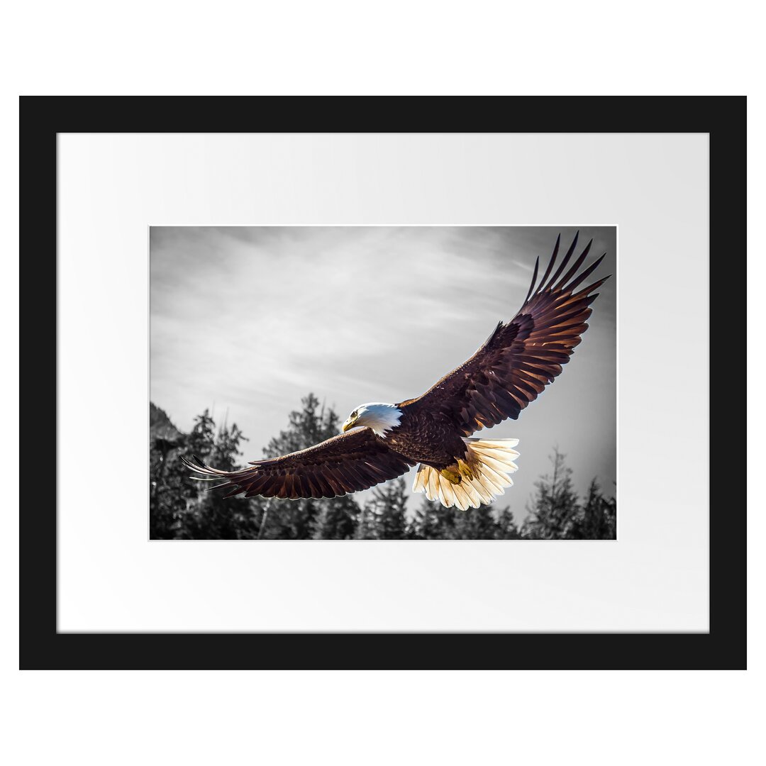 Gerahmter Fotodruck Large Flying Eagle