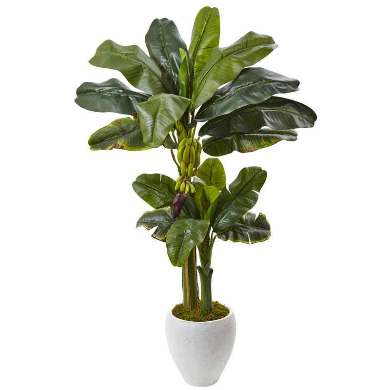 Bananier 48 po en pot