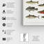 Poisson américain - peinture sur toile-61815336-61815340