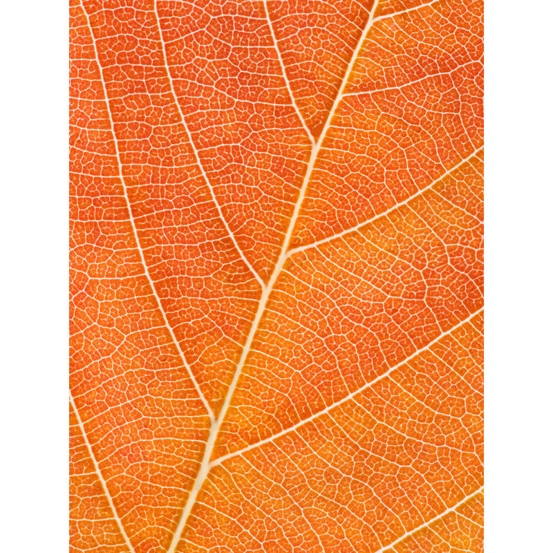 Feuille d'automne par Philippe Moisoux, H 32 po x l 24 po, Toile tendue, Jaune
