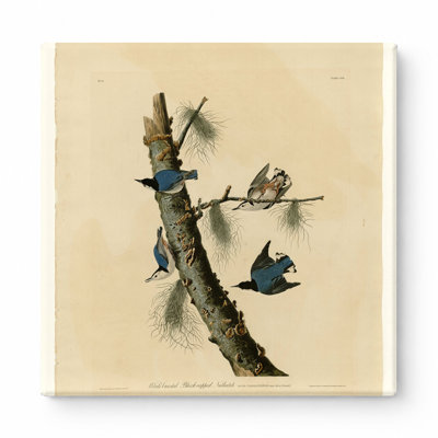 Sittelle à poitrine blanche, planche 152 (1831) - art mural carré sur toile