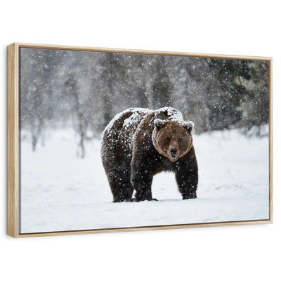 Ours grizzly d'hiver