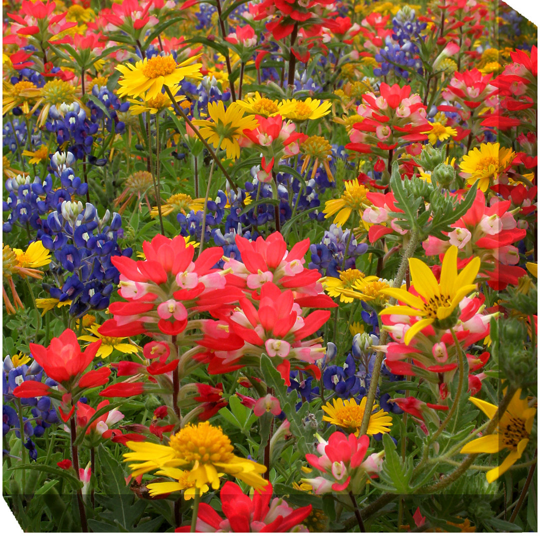 All-Weather Canvas Plants & Flowers Wall Decor East Urban Home