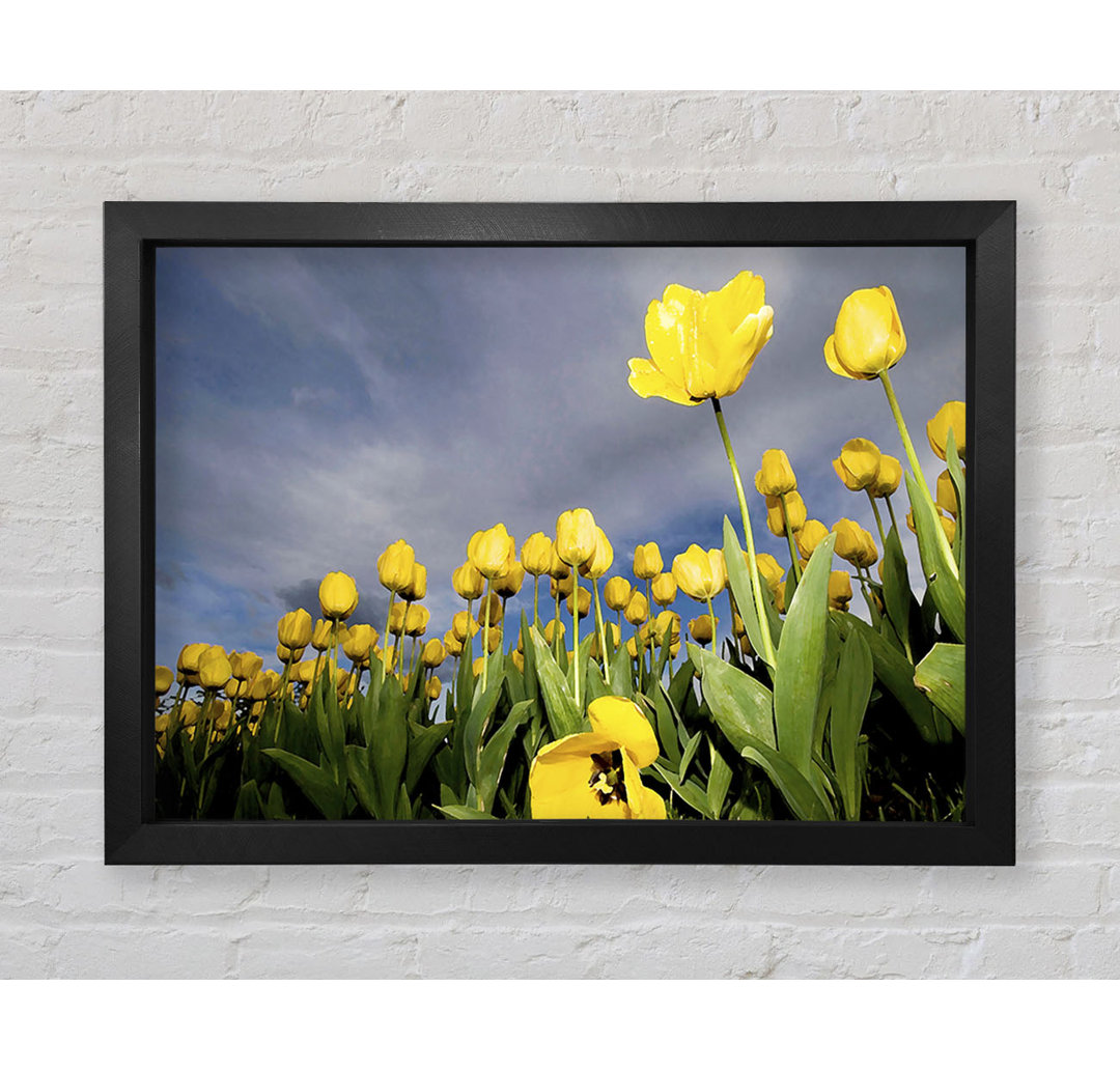 Gerahmtes Leinwandbild Yellow Tulip Field Storm