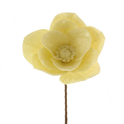 Magnolienstamm