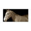 « cheval portrait », reproduction de photo sur toile tendue-14807352