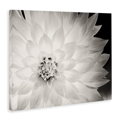 «Strong Dahlia Petals» par Gail Peck