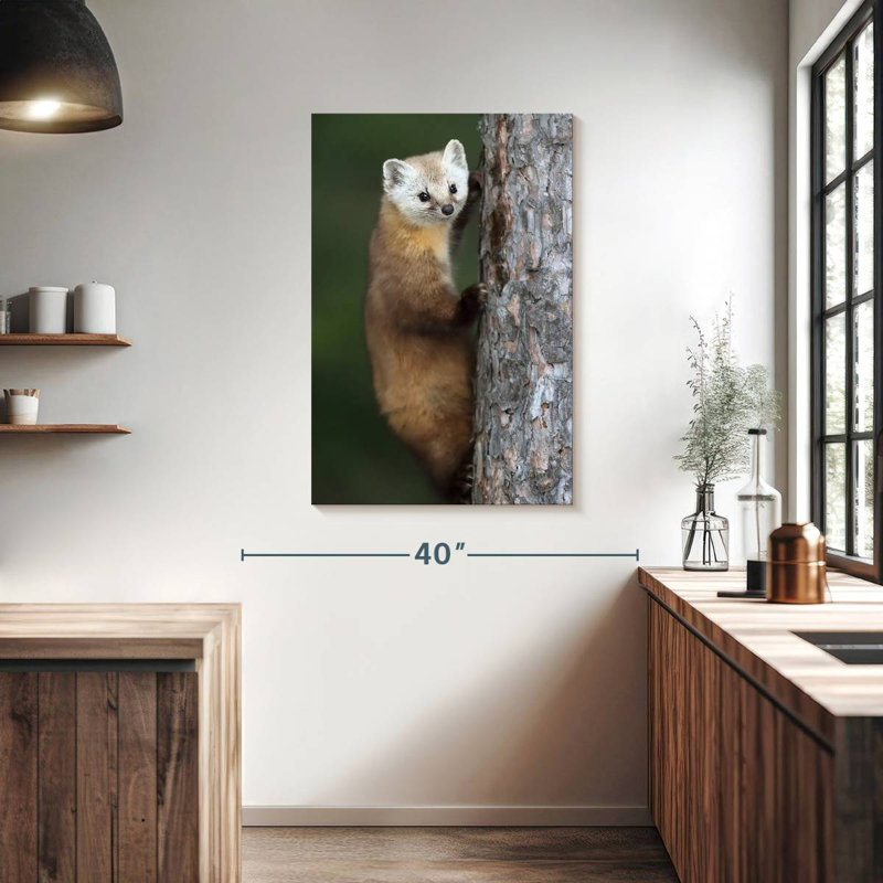 Brampt Wild American Marten, 39" H x 26" W