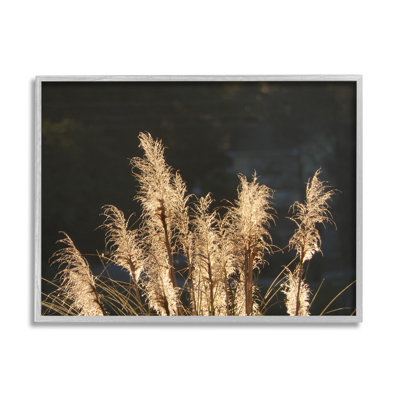 «Moonlit Pampas Grass» par Gail Peck - Photographie de cadre flottant sur toile