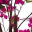 150cm Plant