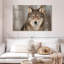 Loup gris Brampt-107698547