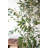 Kalalou Tall Artificial Olive Tree 63"H – Decorative Greenery in Black Plastic Pot