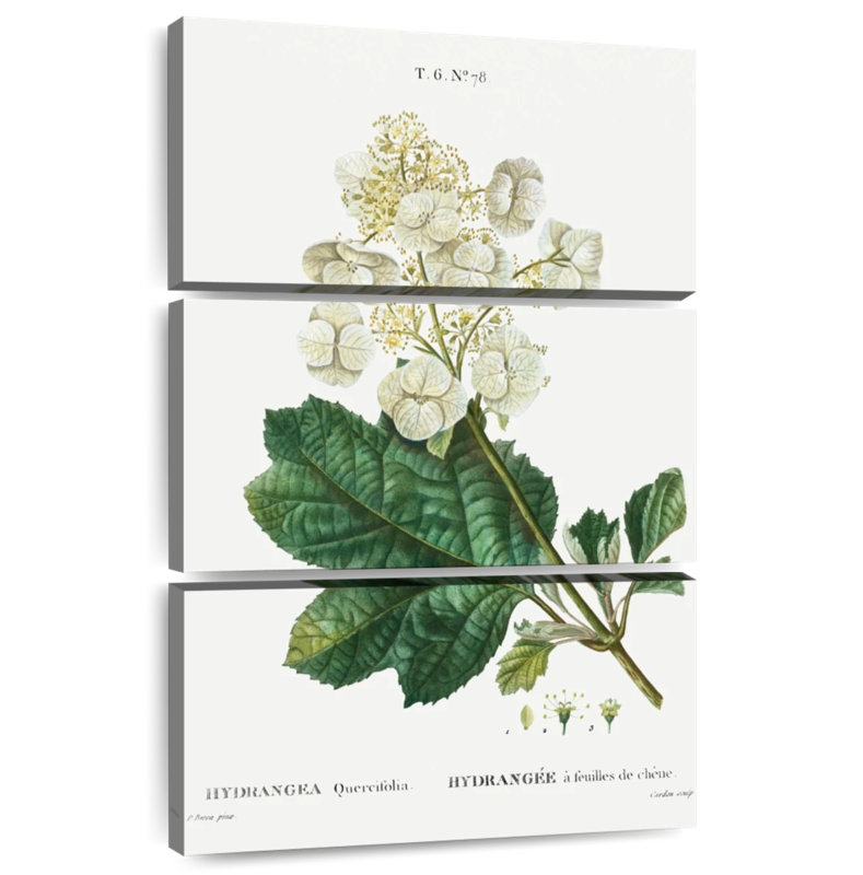Keiri Oakleaf Hydrangea, 65" H x 42" W