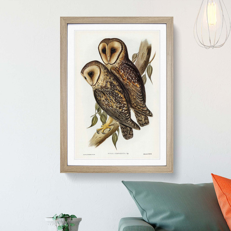 Masked Barn Owls by Elizabeth Gould - Framed Print, 36cm H x 27cm W x 2cm D, Oak Framed