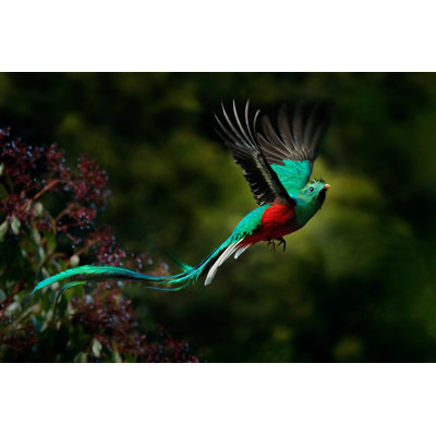 Pratheep " Flying Resplendent Quetzal " by Ondrej Prosicky