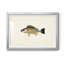 «Tropical Fish Collection III», reproduction encadrée de qualité supérieure - prête à être accrochée-774153419-774153416-774163753