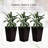 Outsunny Set Of 3 Tall Planters With Drainage Hole-1109833617