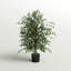 42 po Smilax ficus en pot