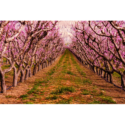 Blooming Peach Orchards par Tvirbickis