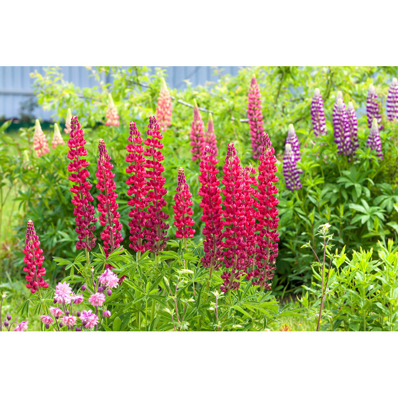 Lupins Flower in Garden - Photographie sur toile tendue, L 36 po x H 24 po