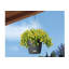 Hanging Planter-16493105-66329965