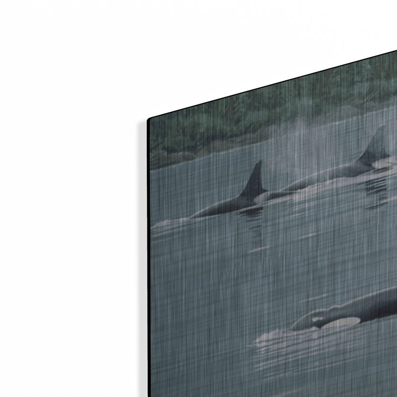 «Orcas» par Ron Parker sur métal, H 12 po x l 16 po
