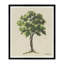 Four Branches Print-181360821