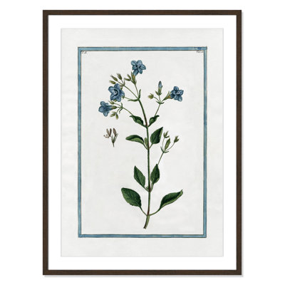 Colombe "Shabby Elegance Botanical II" Print