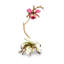 Marietta Orchid Objet