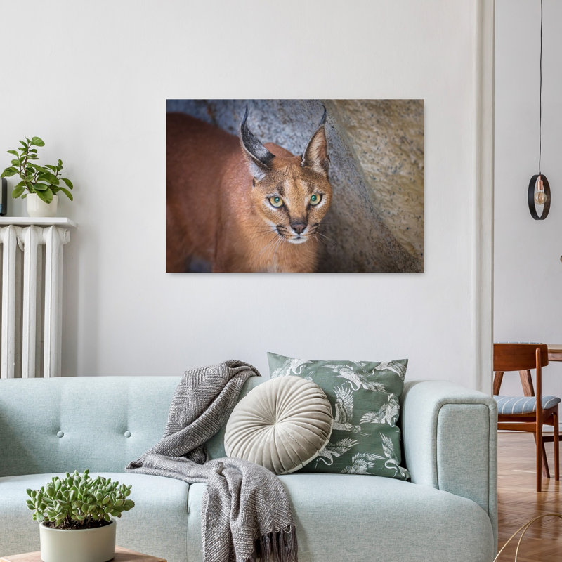 Caracal'S Watchful Gaze Contemporary Cat Wall Art Print by Jeffrey C. Sink - 1 Piece Wrapped Canvas Wall Art