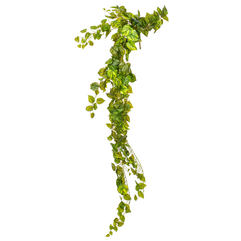 Buisson Pothos