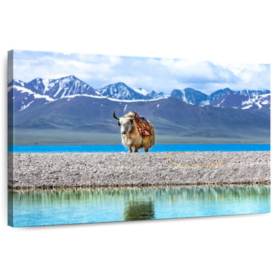 Yak In Namtso Lake