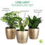 Live Low Light Houseplant Set-70535090